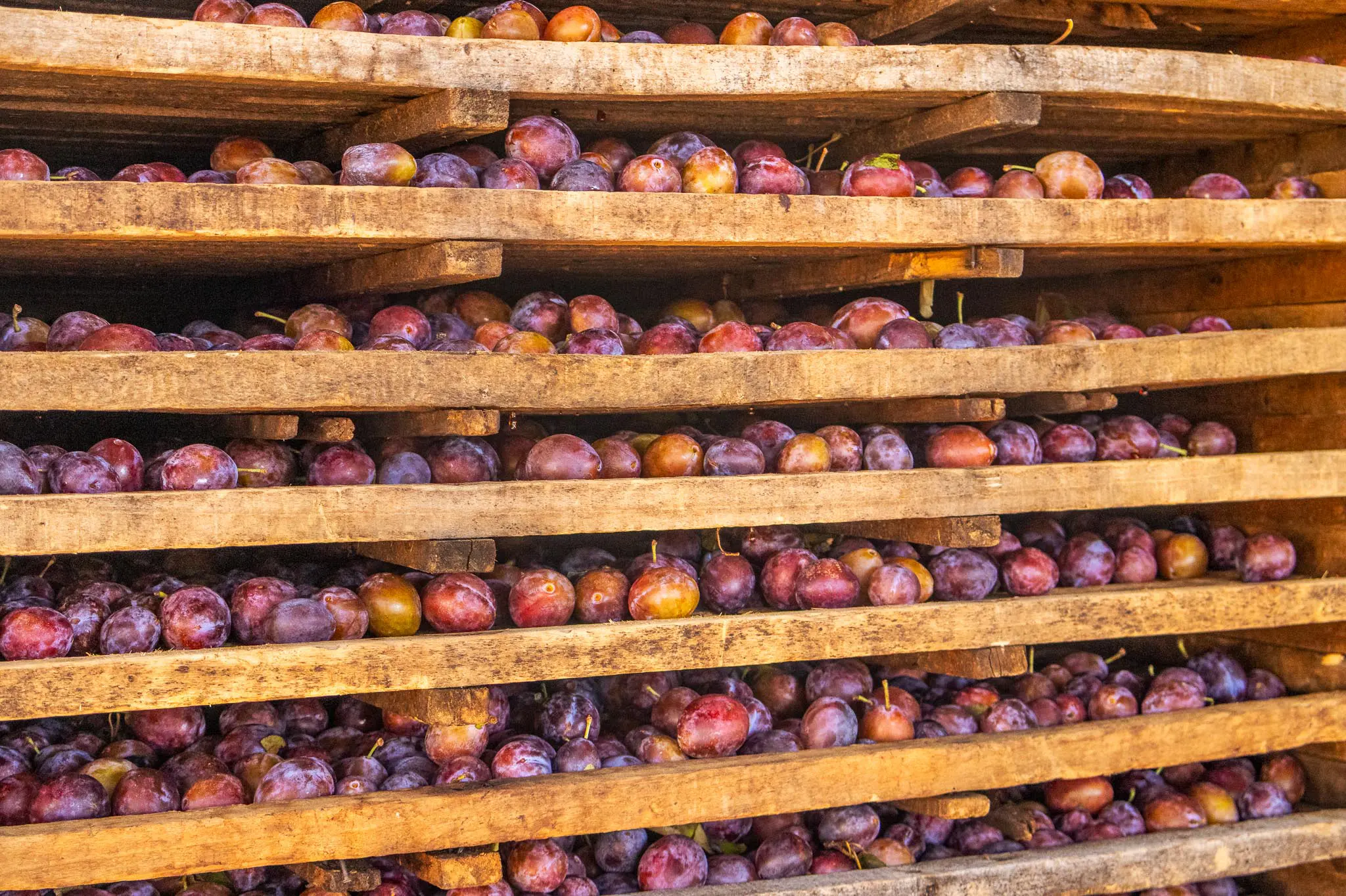 fotografia_huertos_montserrat_35