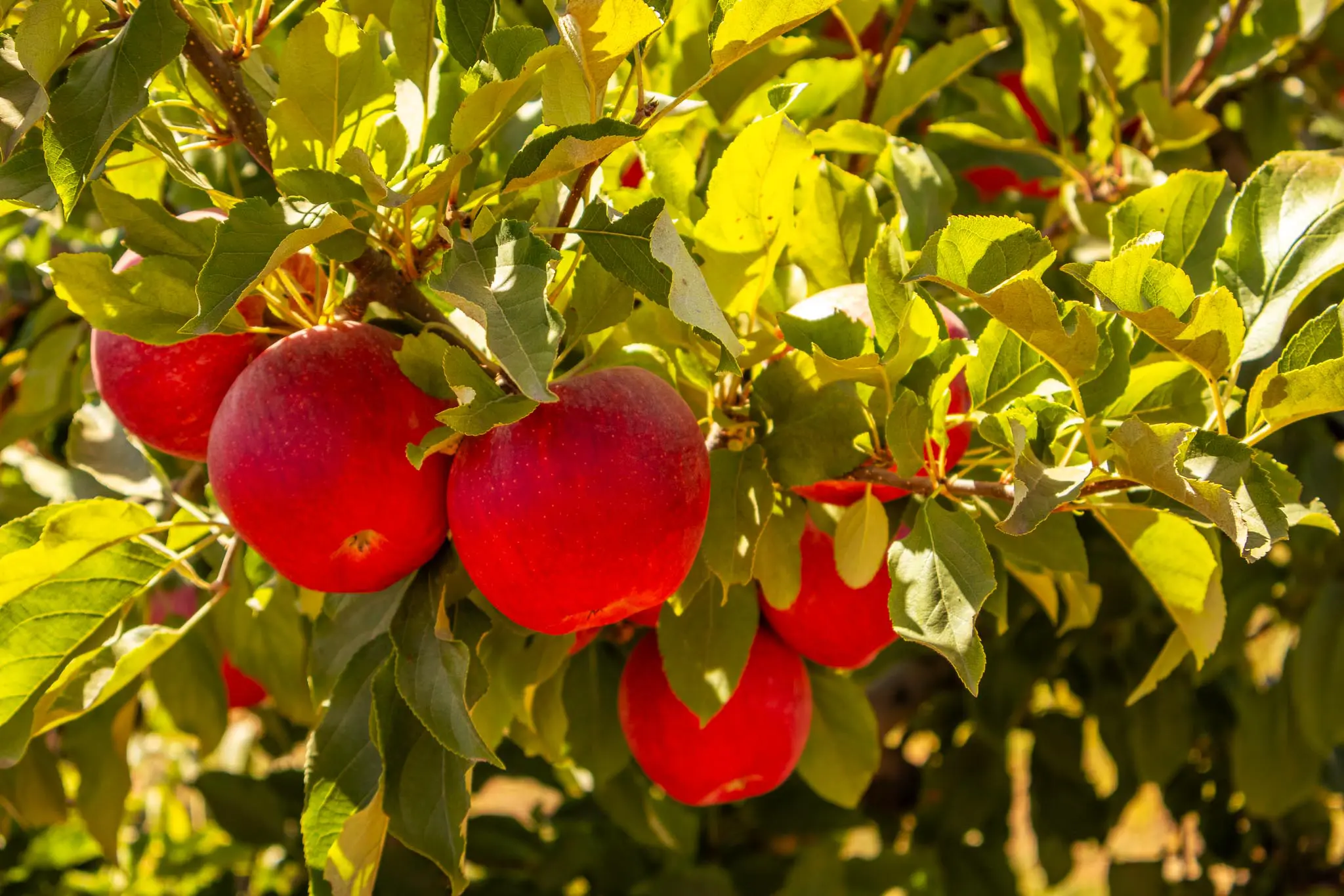 fotografia_huertos_montserrat_52