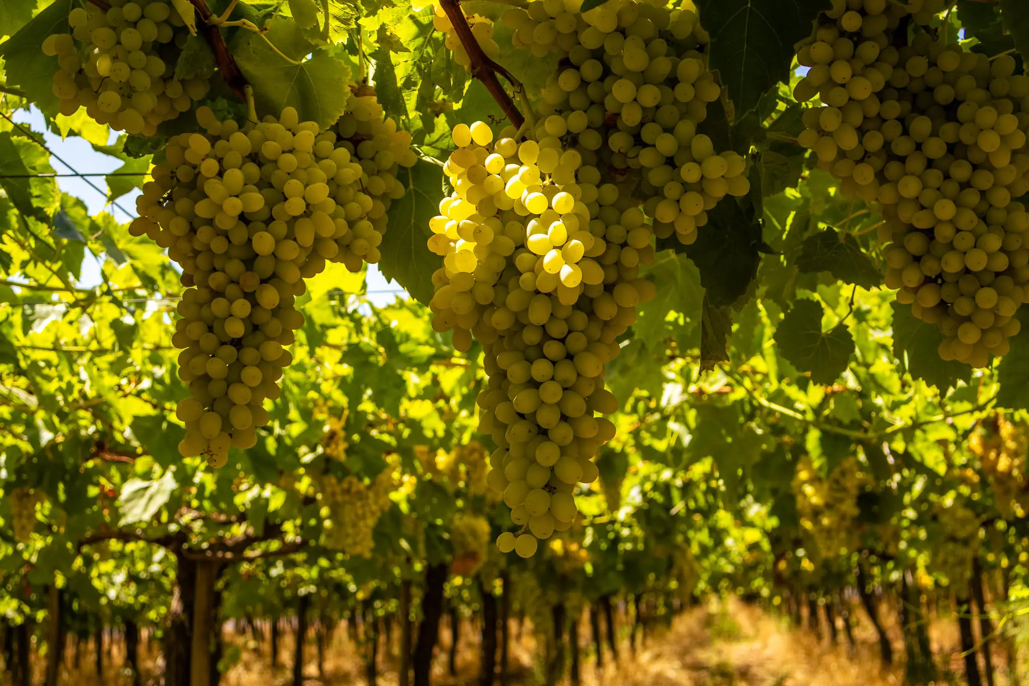 fotografia_huertos_montserrat_53