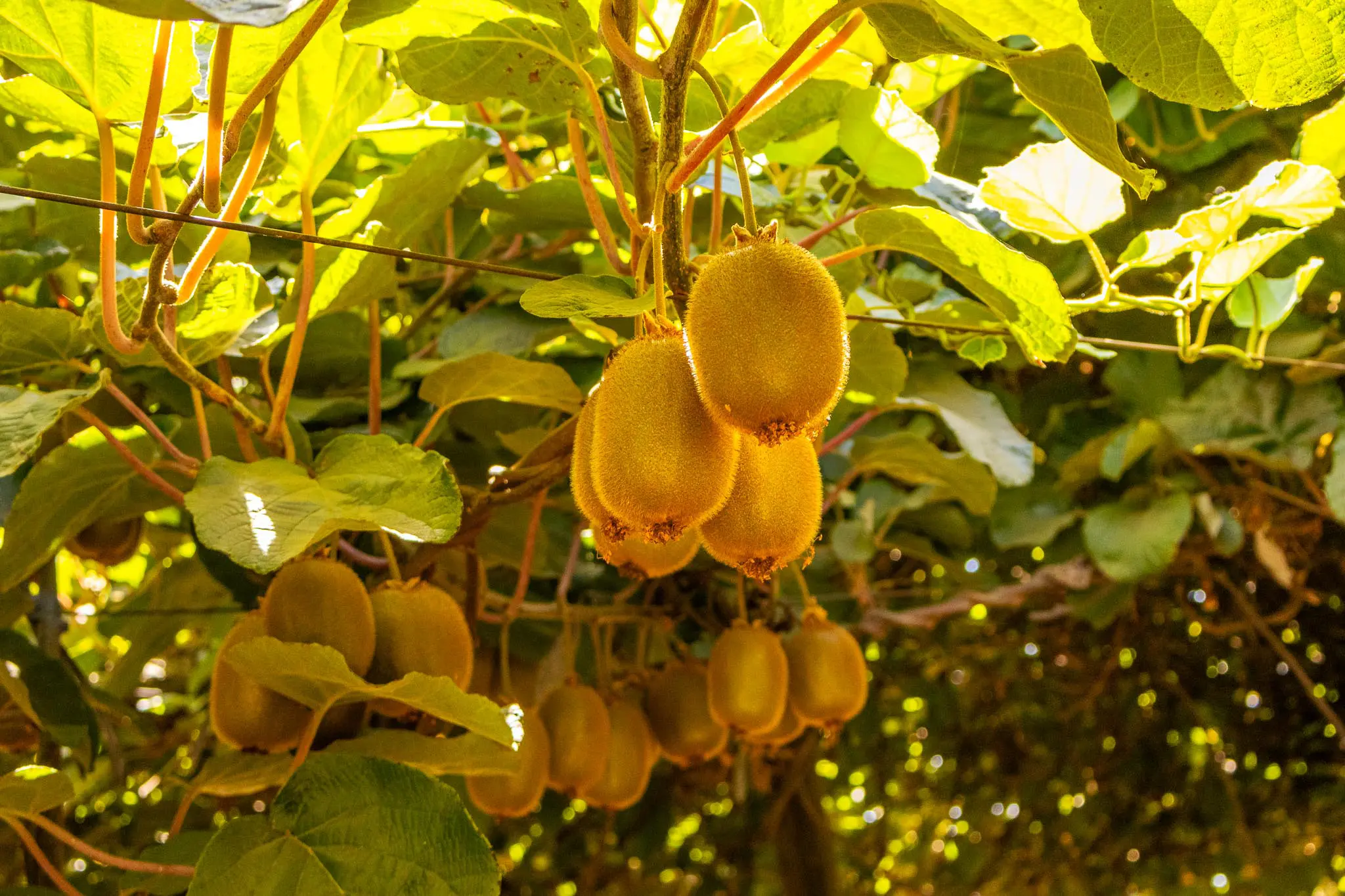 fotografia_huertos_montserrat_57