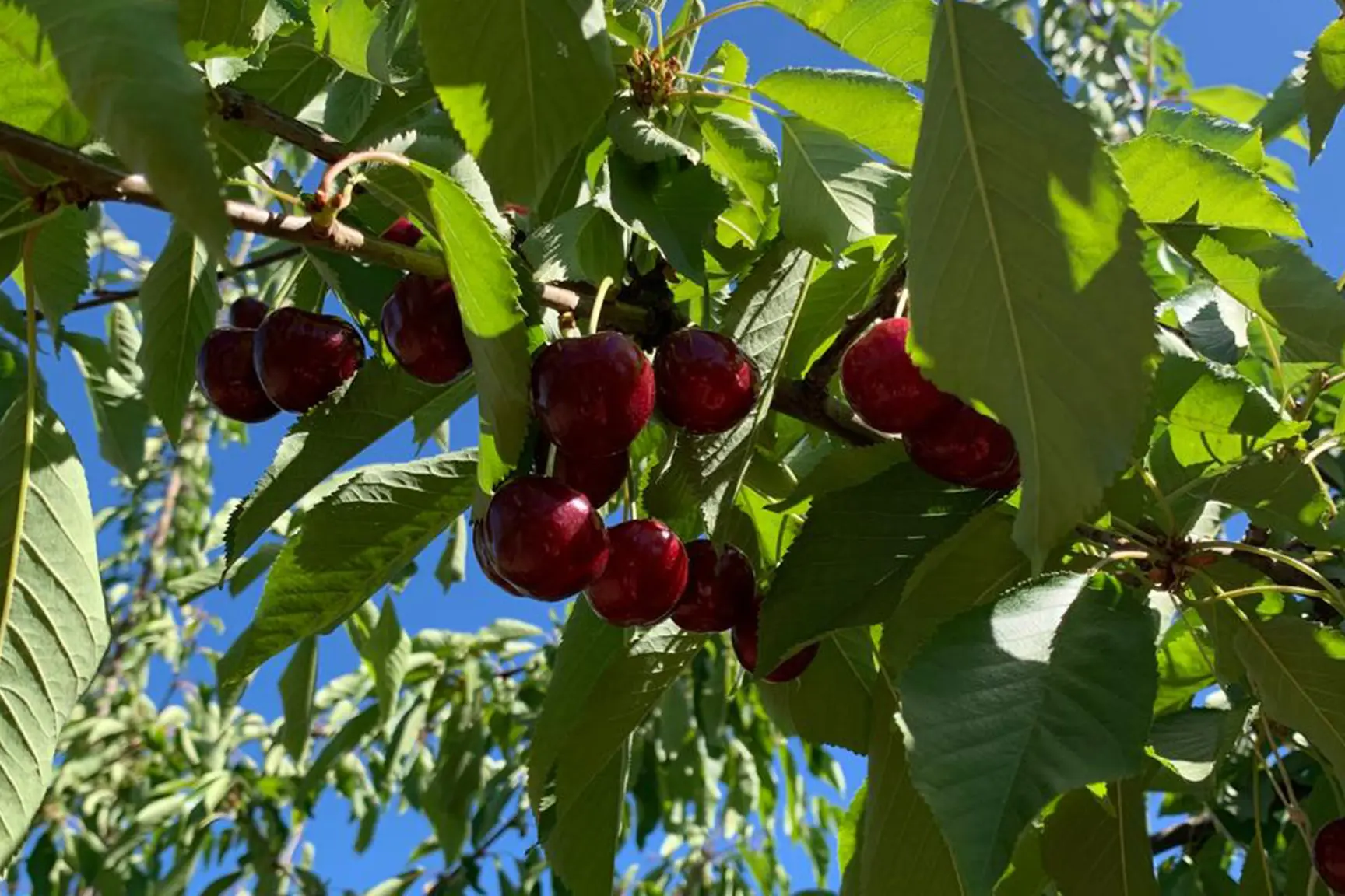 huertos-monteserrat-cerezas_v3