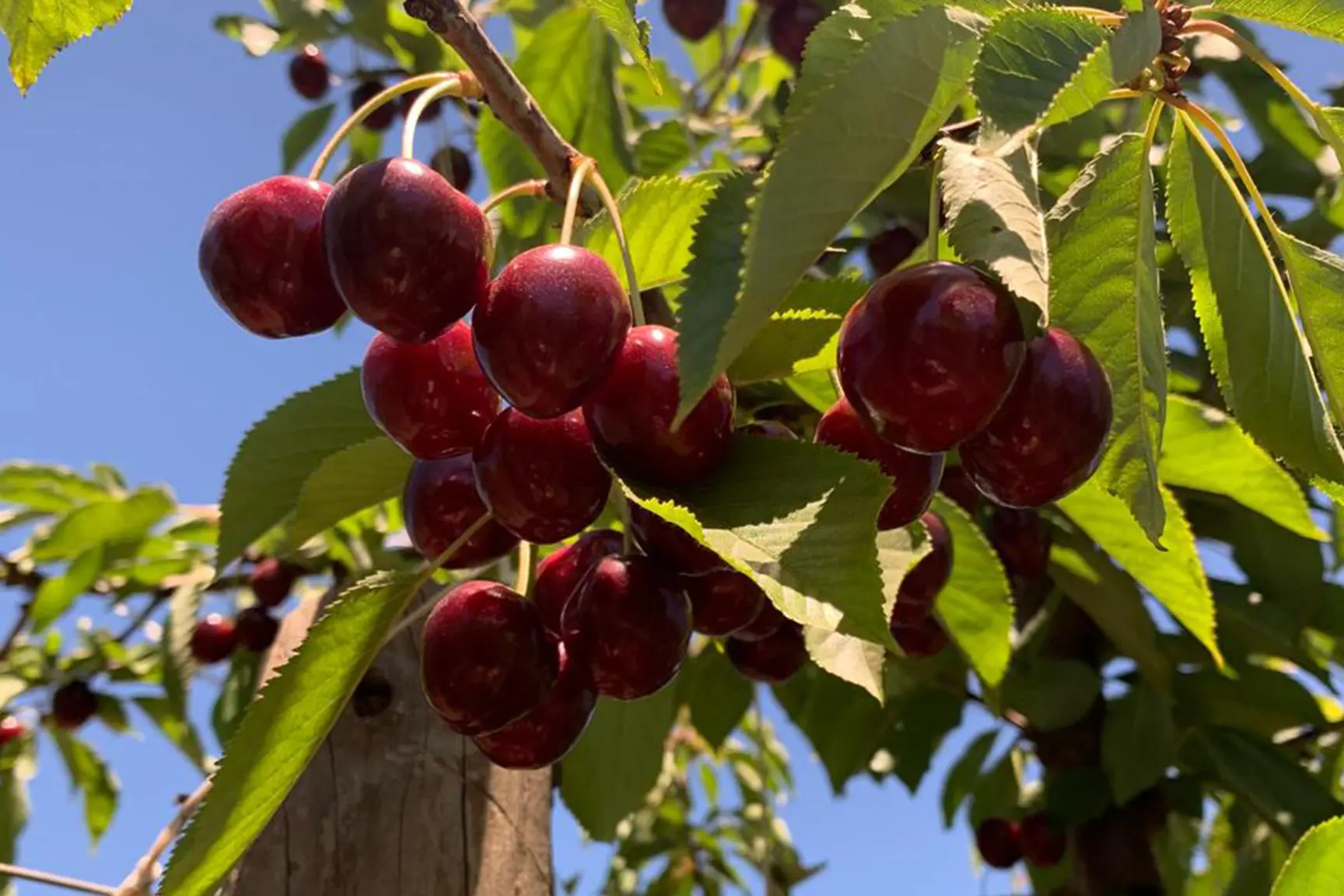 huertos-monteserrat-cerezas_v5