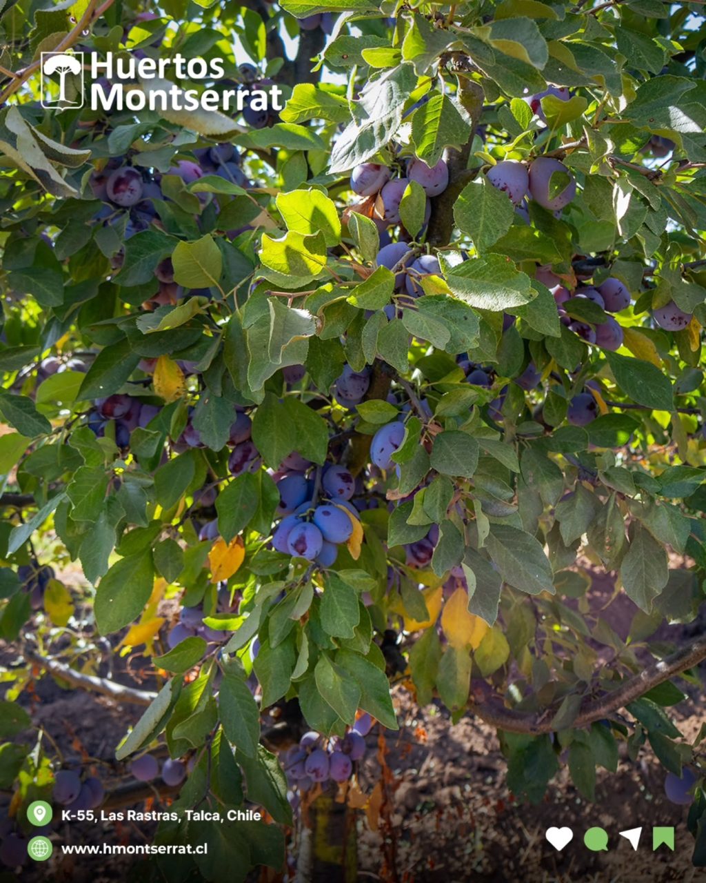 Instagram post from huertos_montserrat. This post is in position 6.