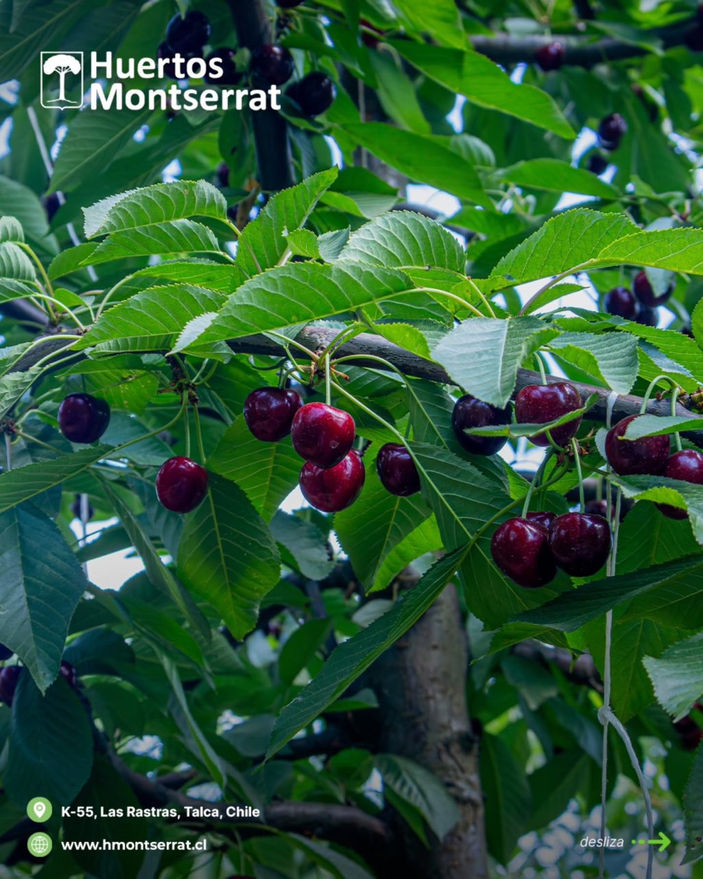 Instagram post from huertos_montserrat. This post is in position 12.