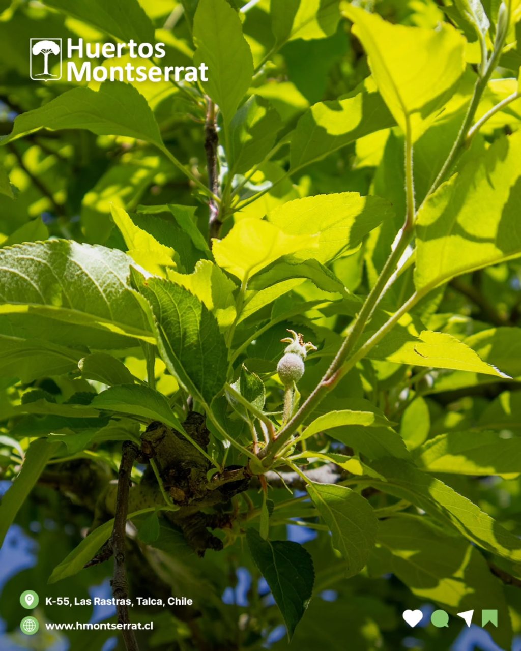 Instagram post from huertos_montserrat. This post is in position 9.