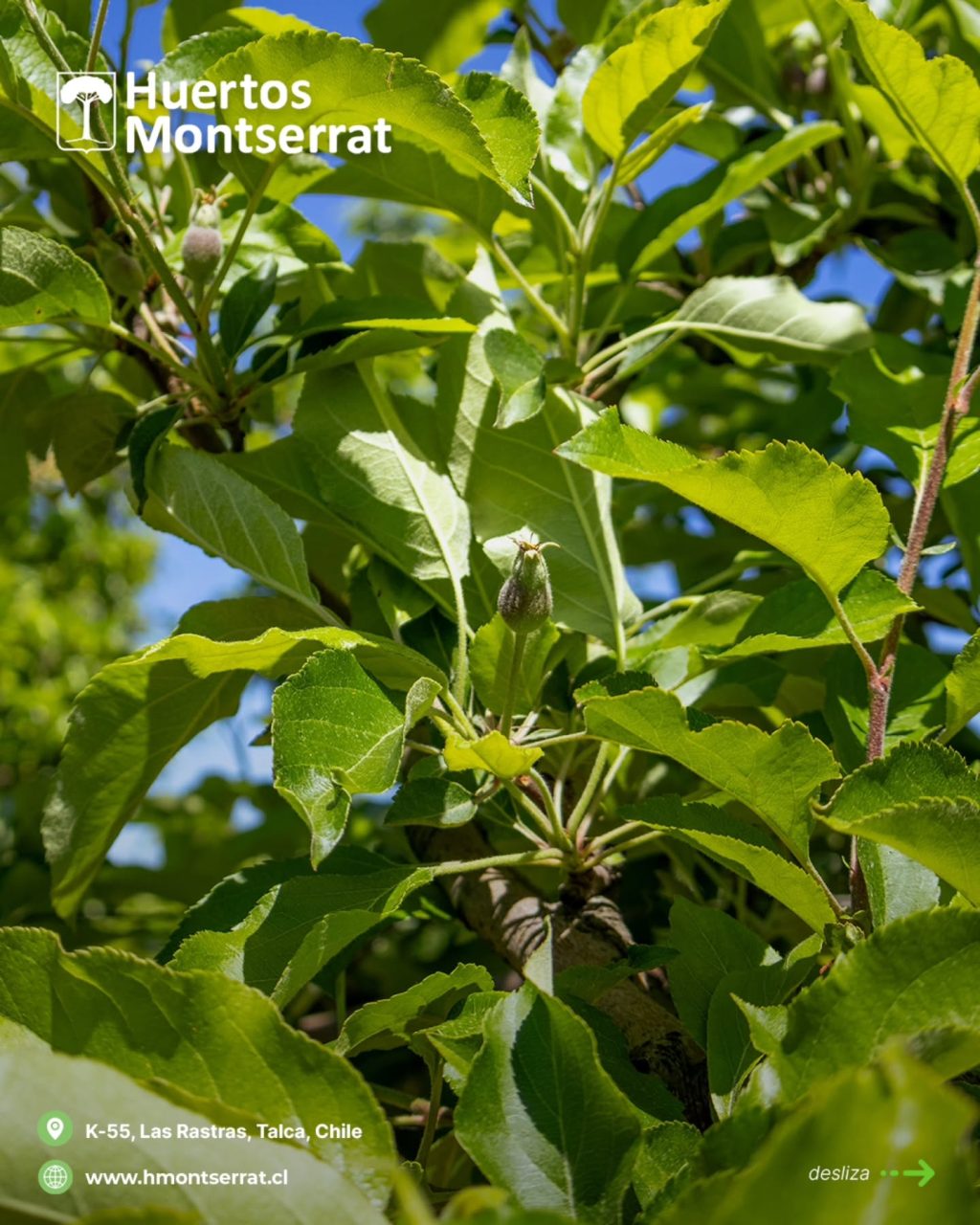 Instagram post from huertos_montserrat. This post is in position 4.