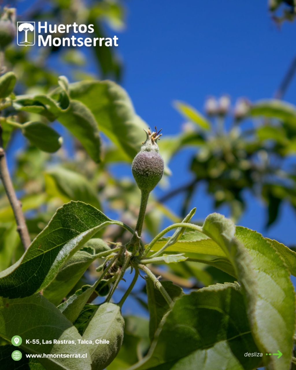 Instagram post from huertos_montserrat. This post is in position 8.
