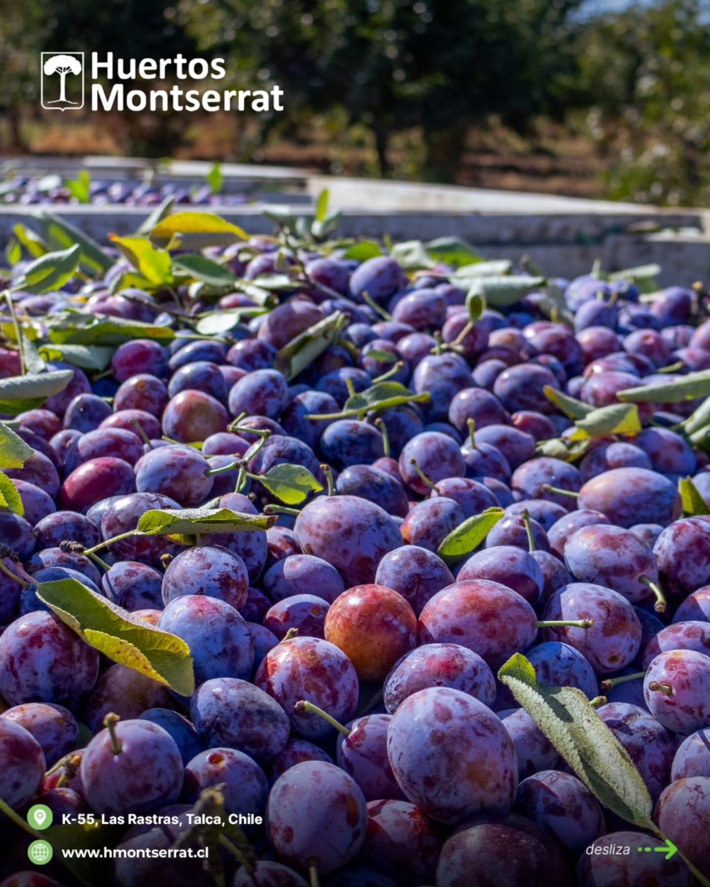 Instagram post from huertos_montserrat. This post is in position 0.