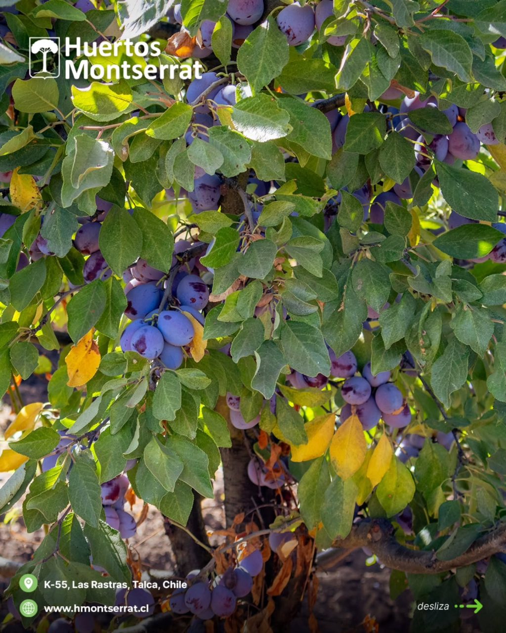 Instagram post from huertos_montserrat. This post is in position 2.