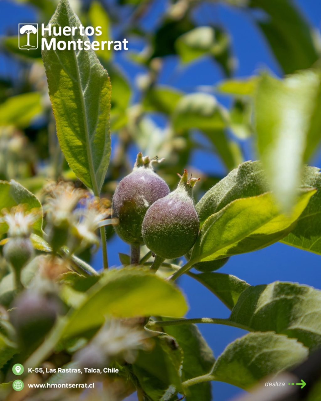 Instagram post from huertos_montserrat. This post is in position 2.