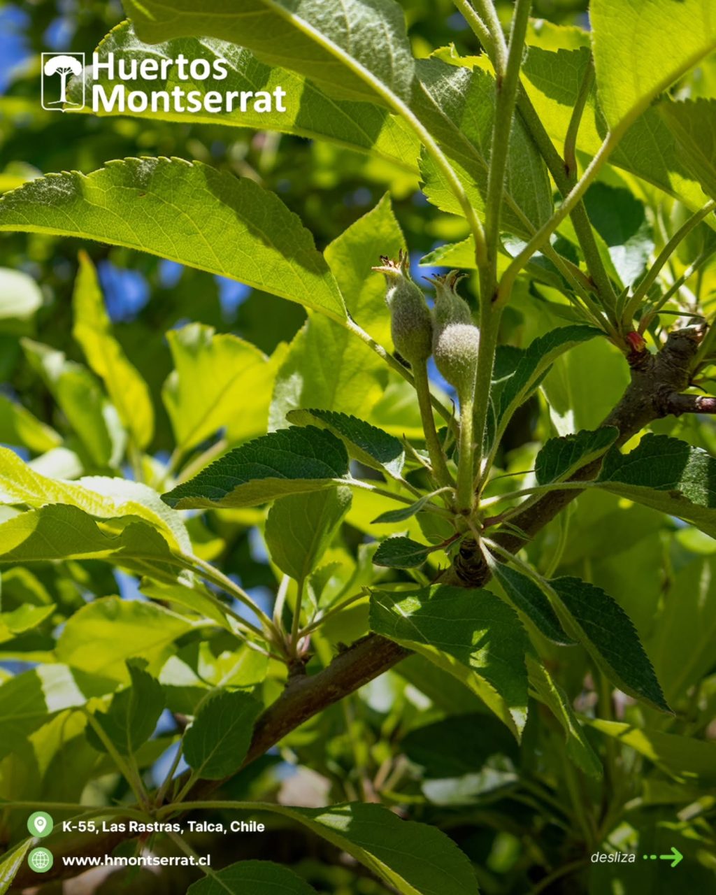 Instagram post from huertos_montserrat. This post is in position 5.