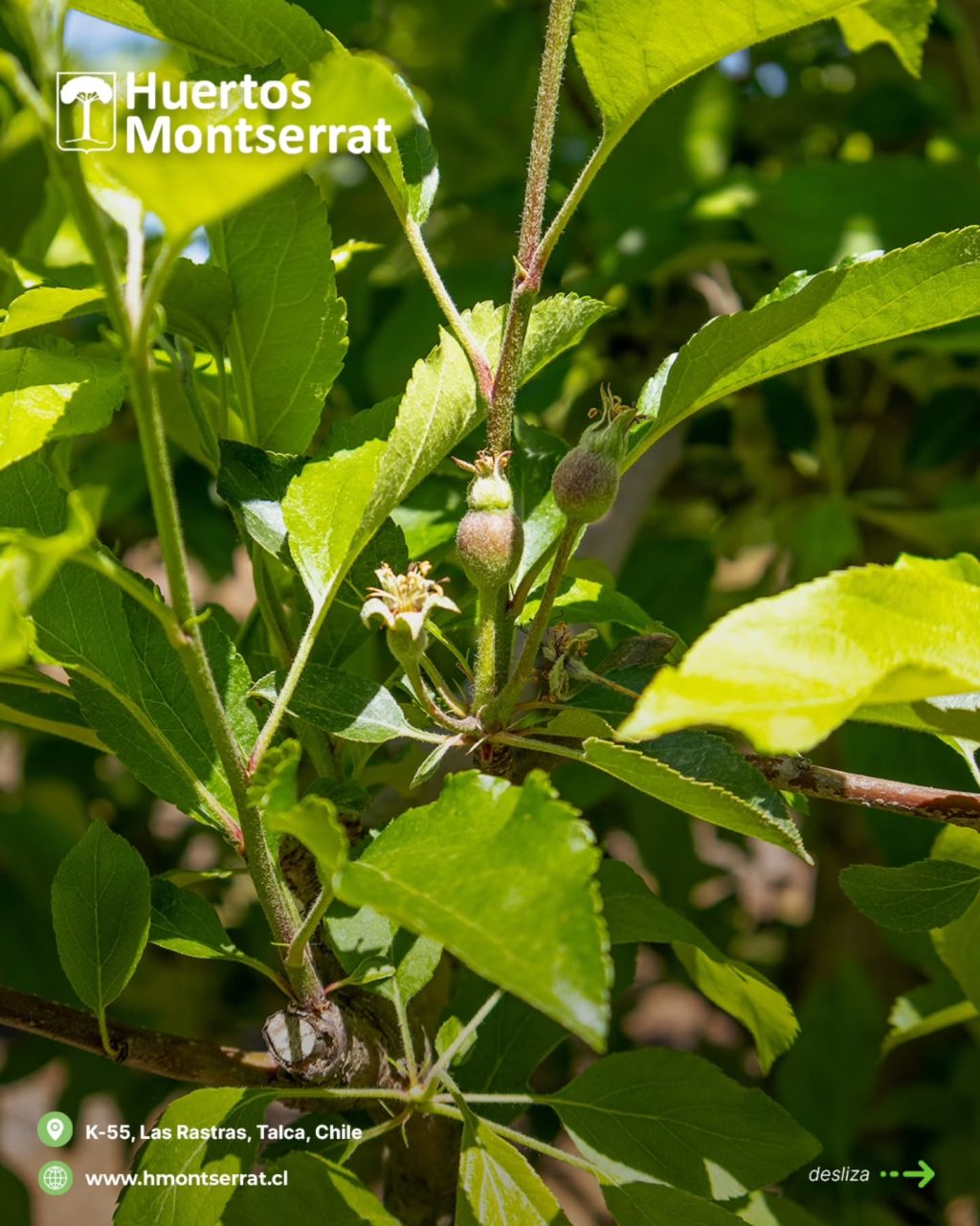 Instagram post from huertos_montserrat. This post is in position 6.