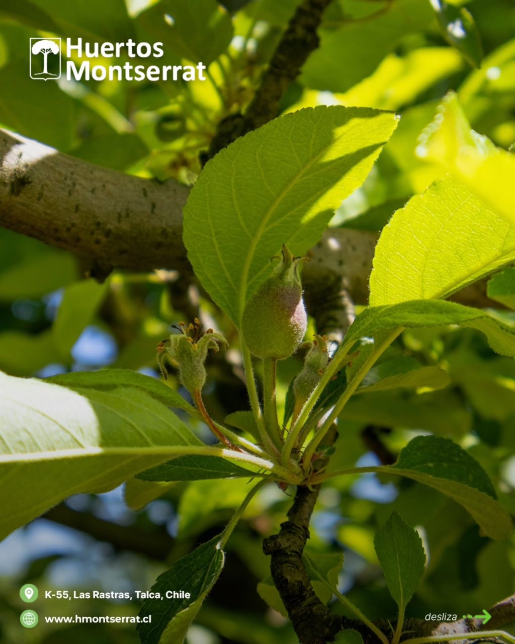 Instagram post from huertos_montserrat. This post is in position 3.