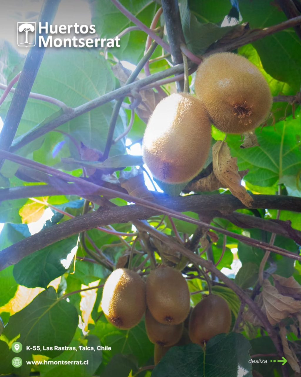 Instagram post from huertos_montserrat. This post is in position 1.