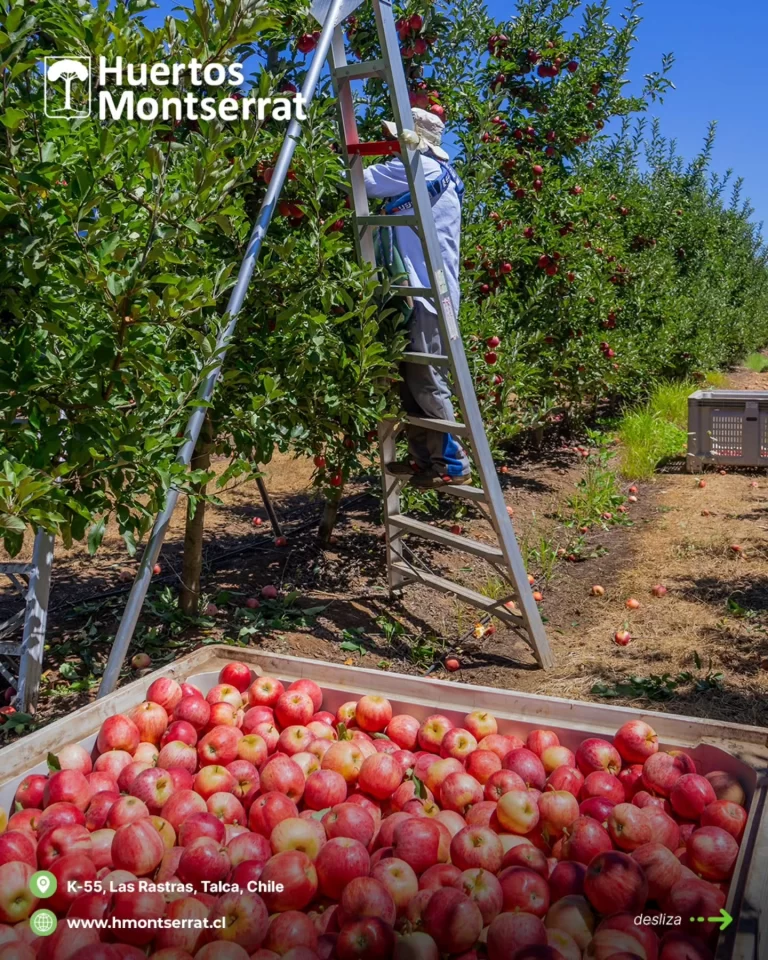 Instagram post from huertos_montserrat. This post is in position 1.