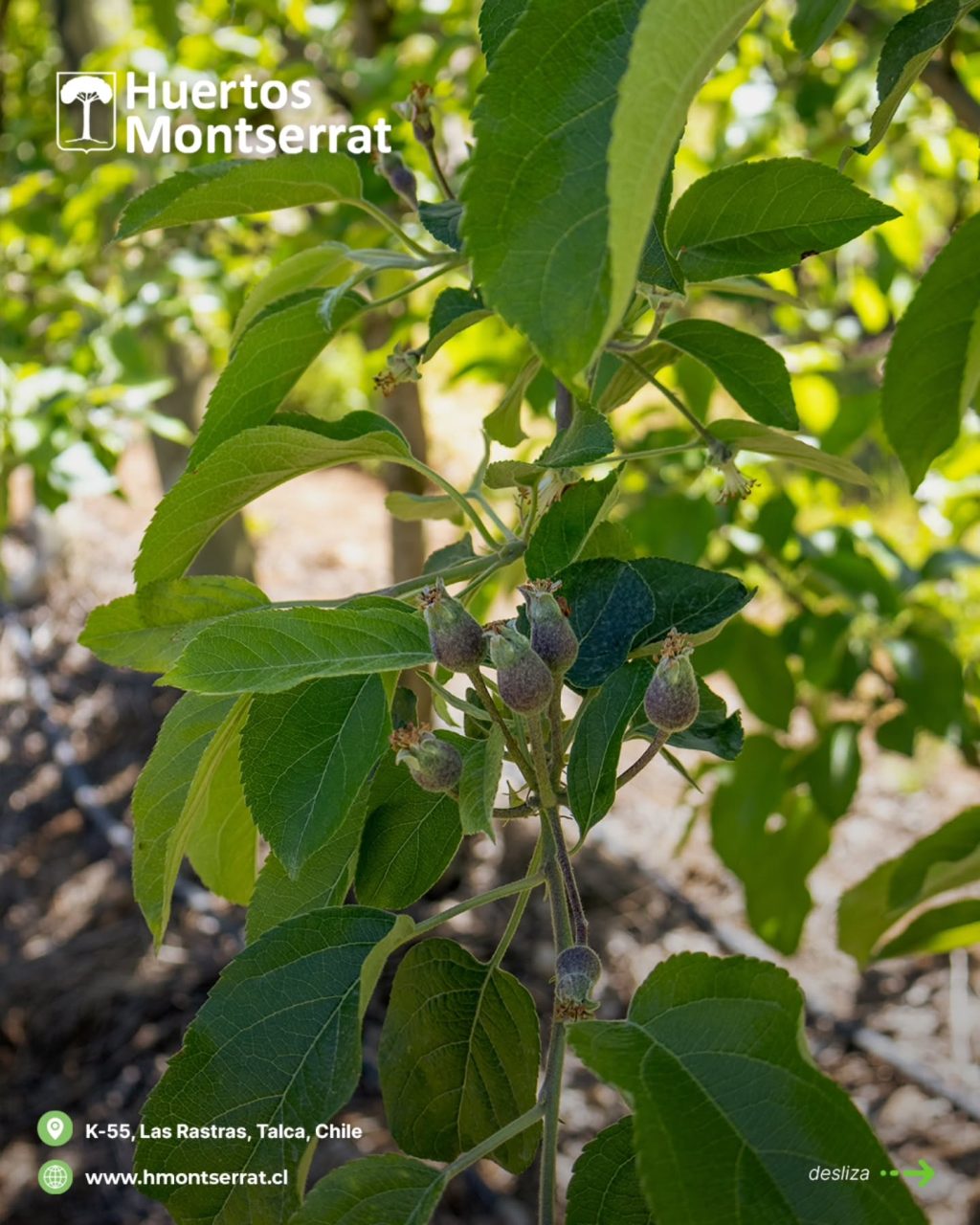 Instagram post from huertos_montserrat. This post is in position 7.