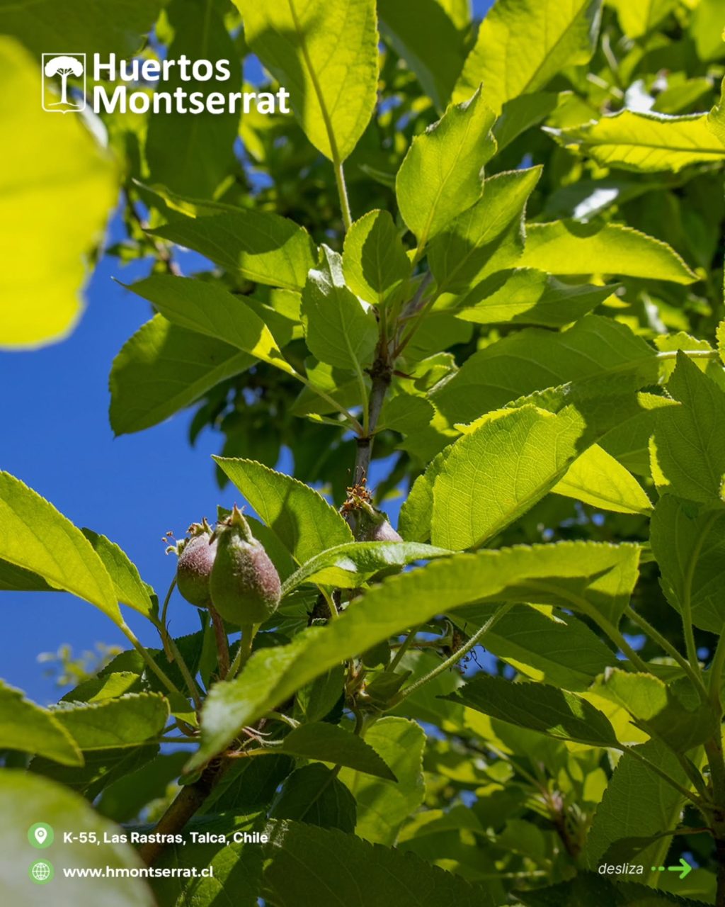 Instagram post from huertos_montserrat. This post is in position 3.